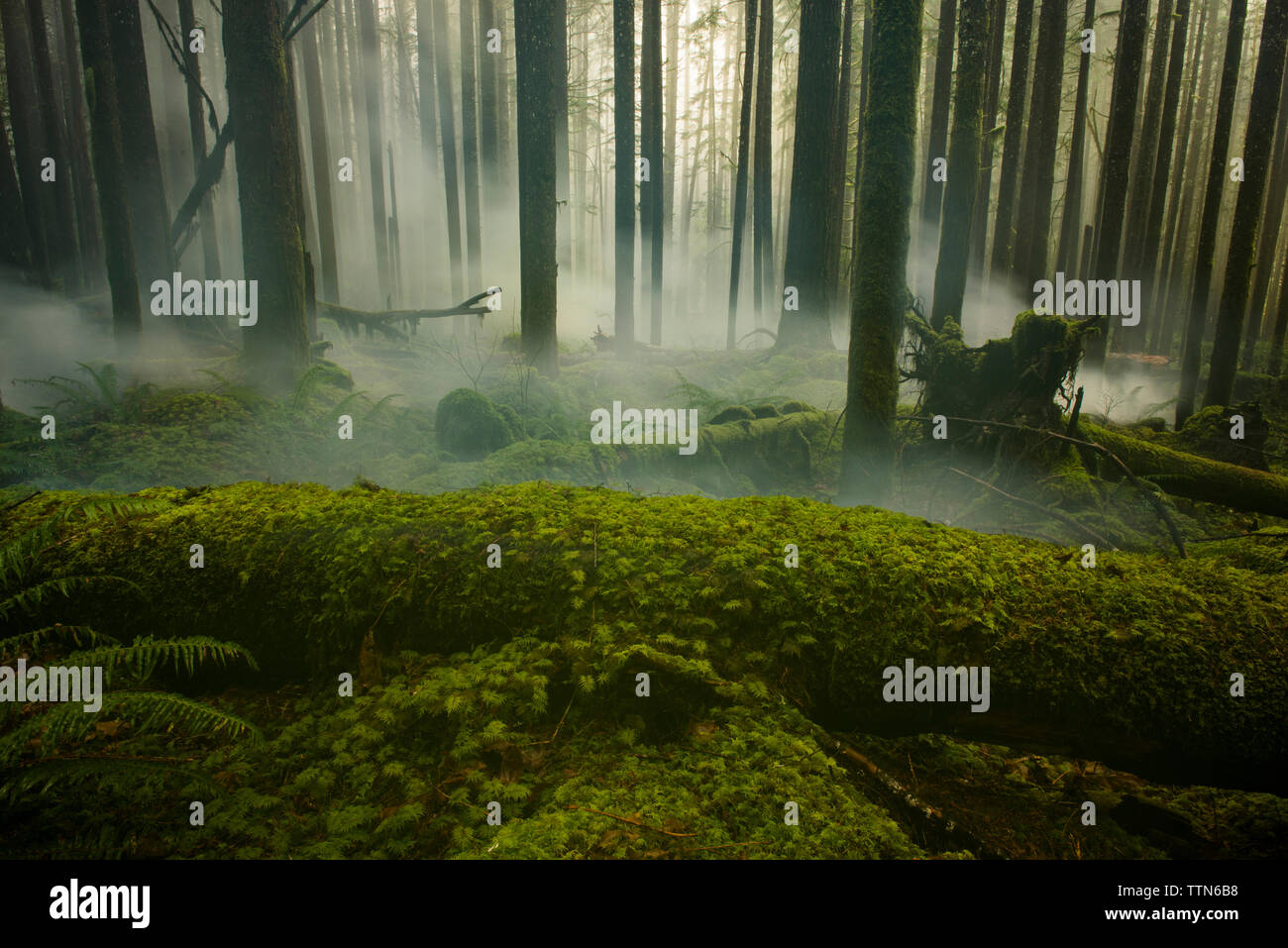 Vista tranquilla di nebbia nella foresta a cascata del parco nazionale Foto Stock