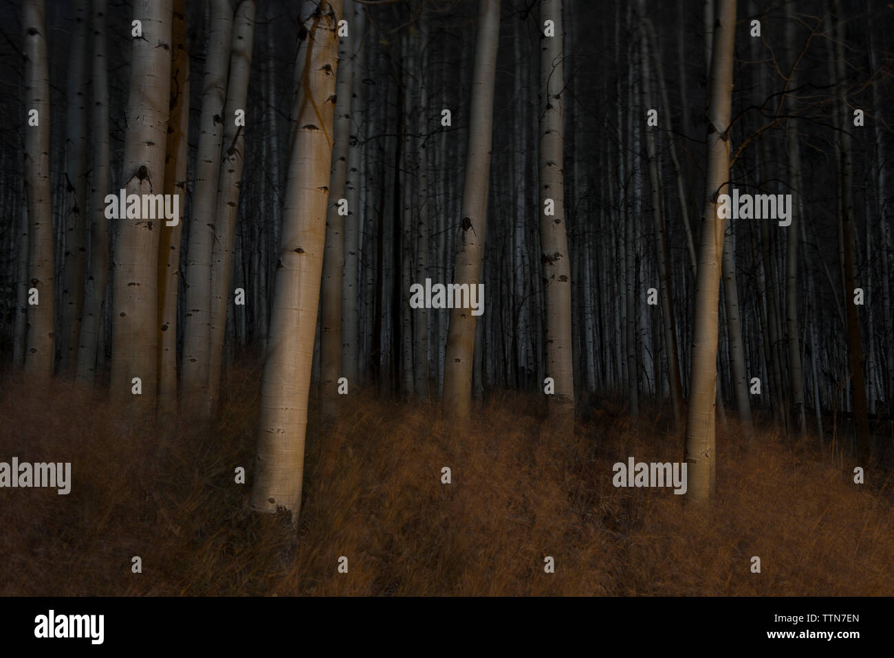 Alberi che crescono nella foresta di notte Foto Stock