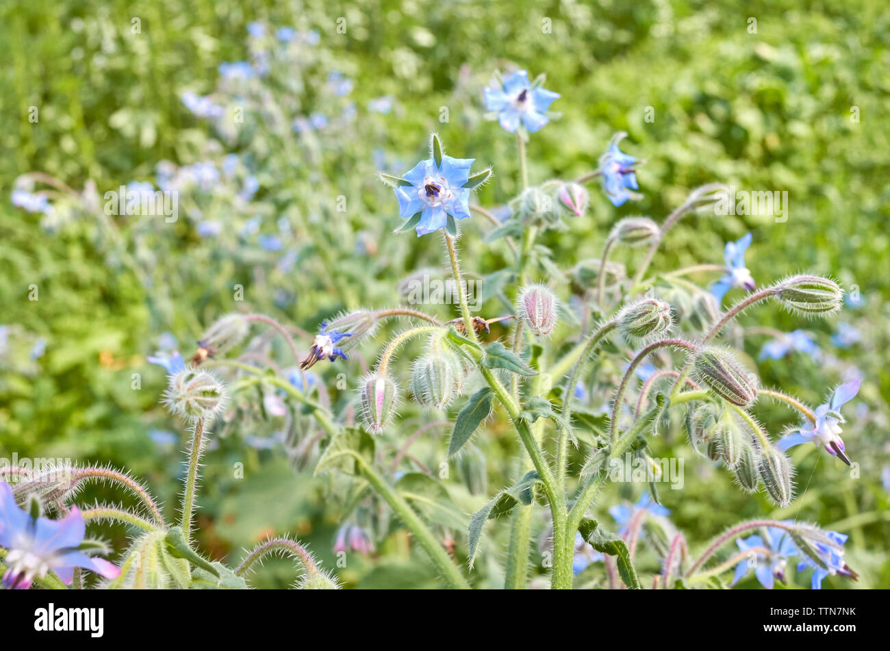 Close up foto di fiori di borragine (borragine officinalis), il fuoco selettivo. Foto Stock