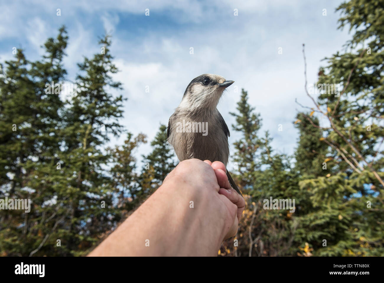 Close-up di uccello si appollaia su mano contro sky Foto Stock