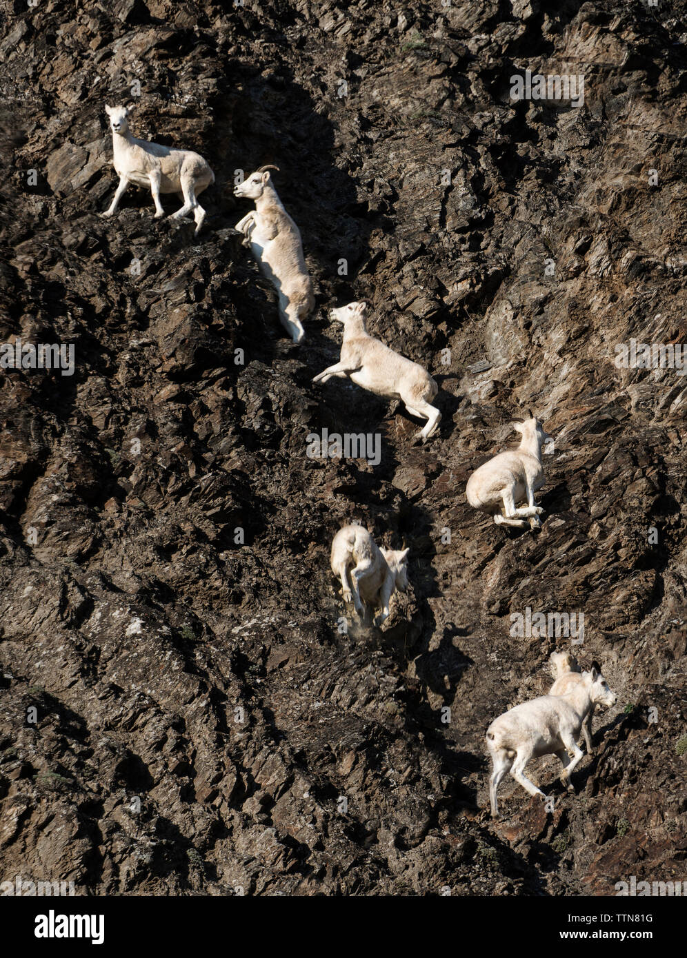 Capre di montagna arrampicata sulle rocce a Yukon Charley fiumi National Preserve Foto Stock