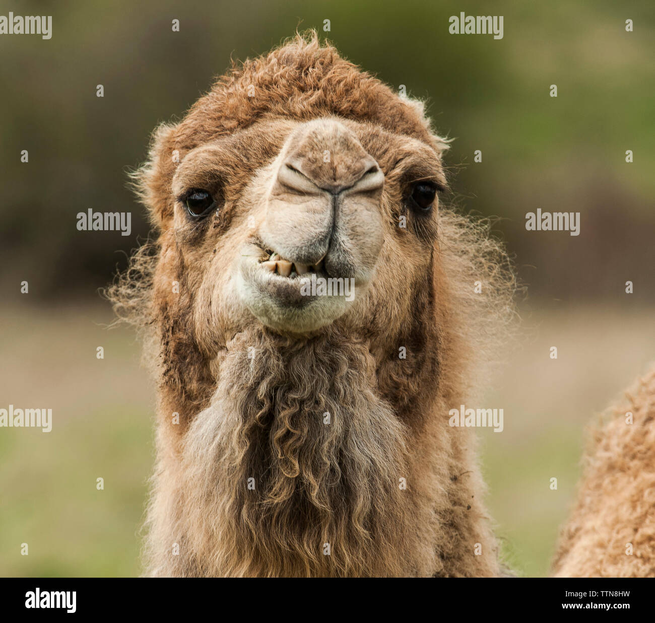 Close-up verticale del cammello Foto Stock