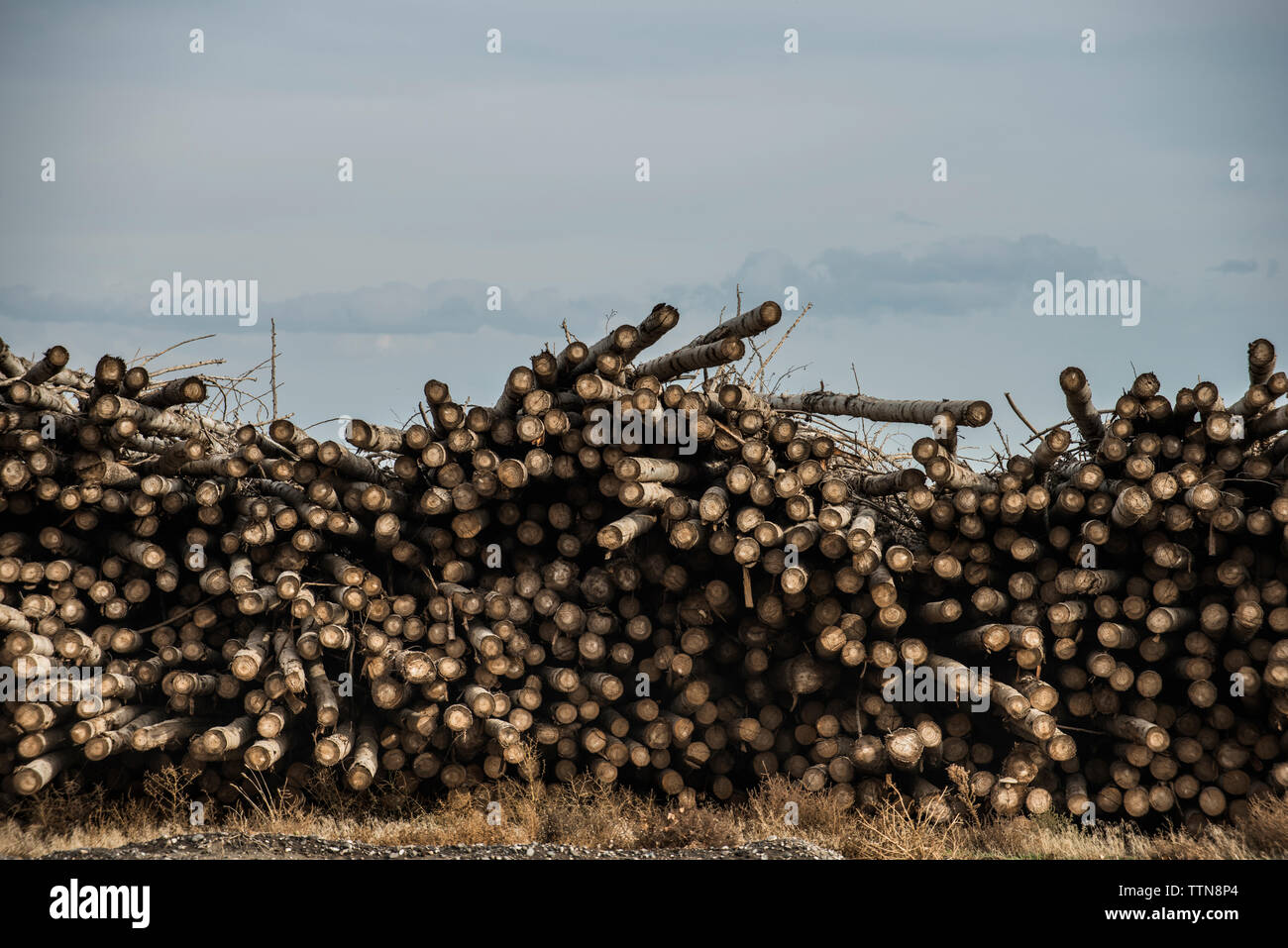 Pila di legno sul campo contro sky Foto Stock