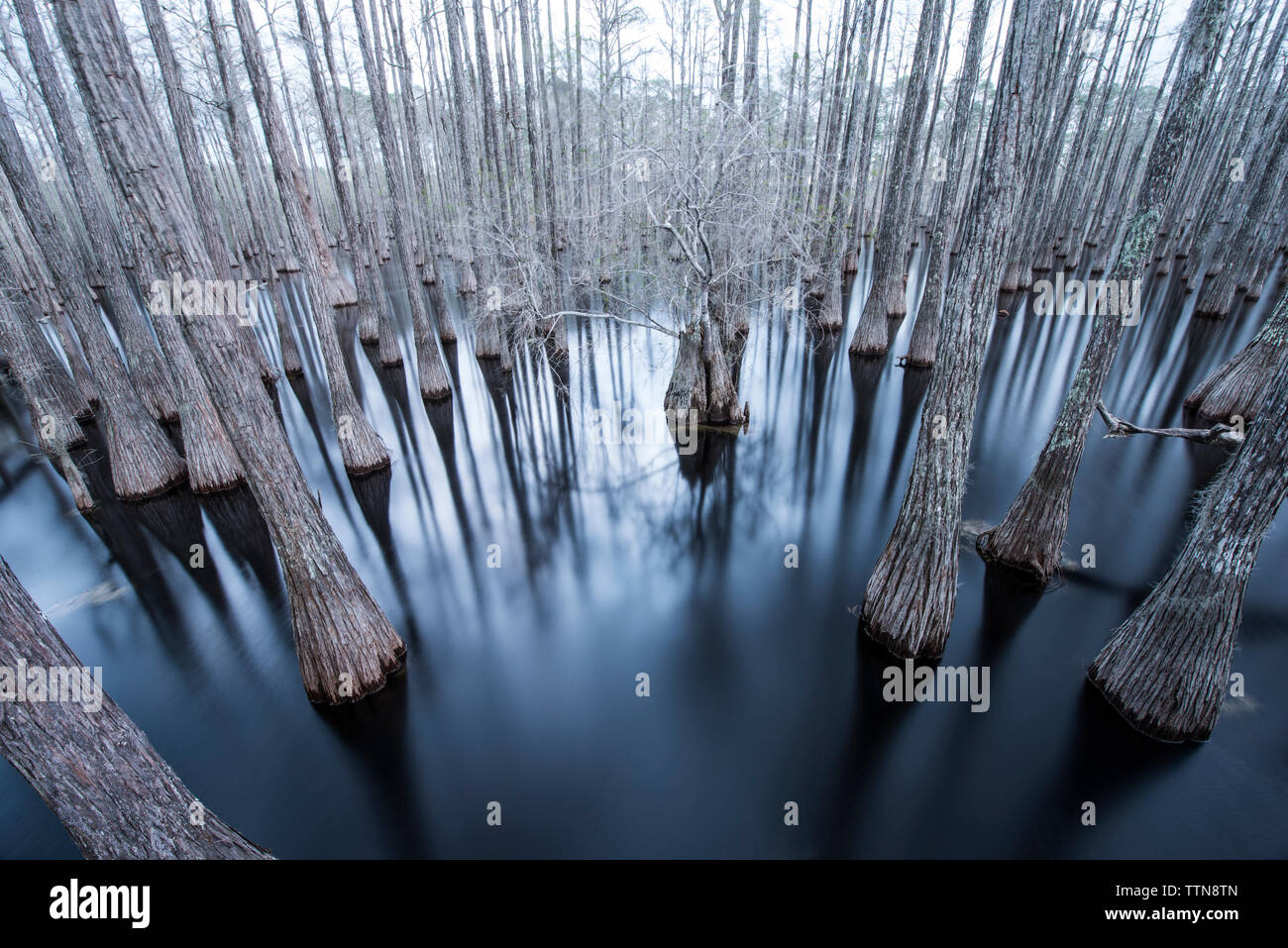 Alberi di cipresso palude al registro di pino la foresta di stato Foto Stock