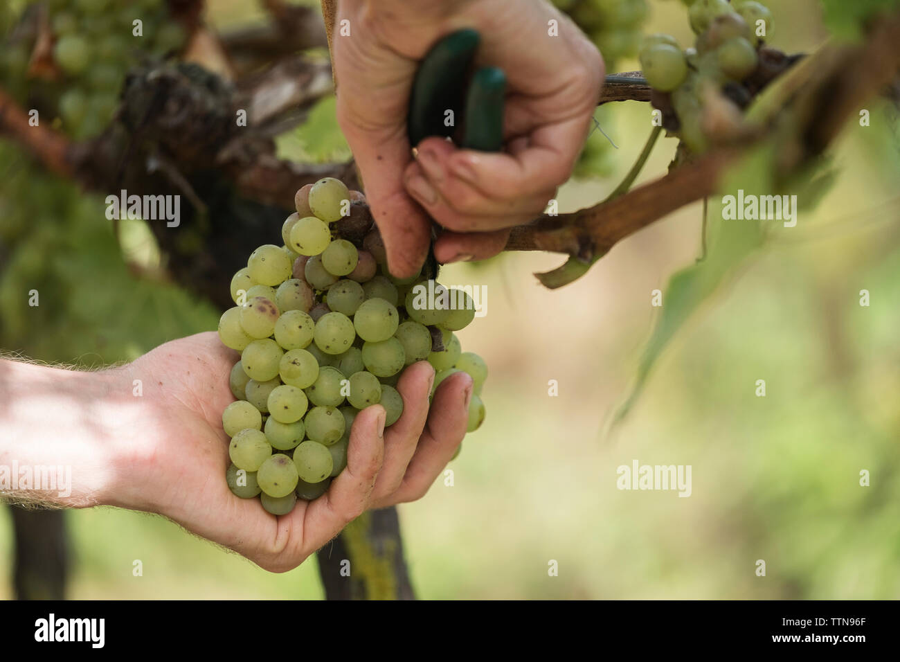 Mani tagliate di agricoltore la raccolta di uve in vigna Foto Stock