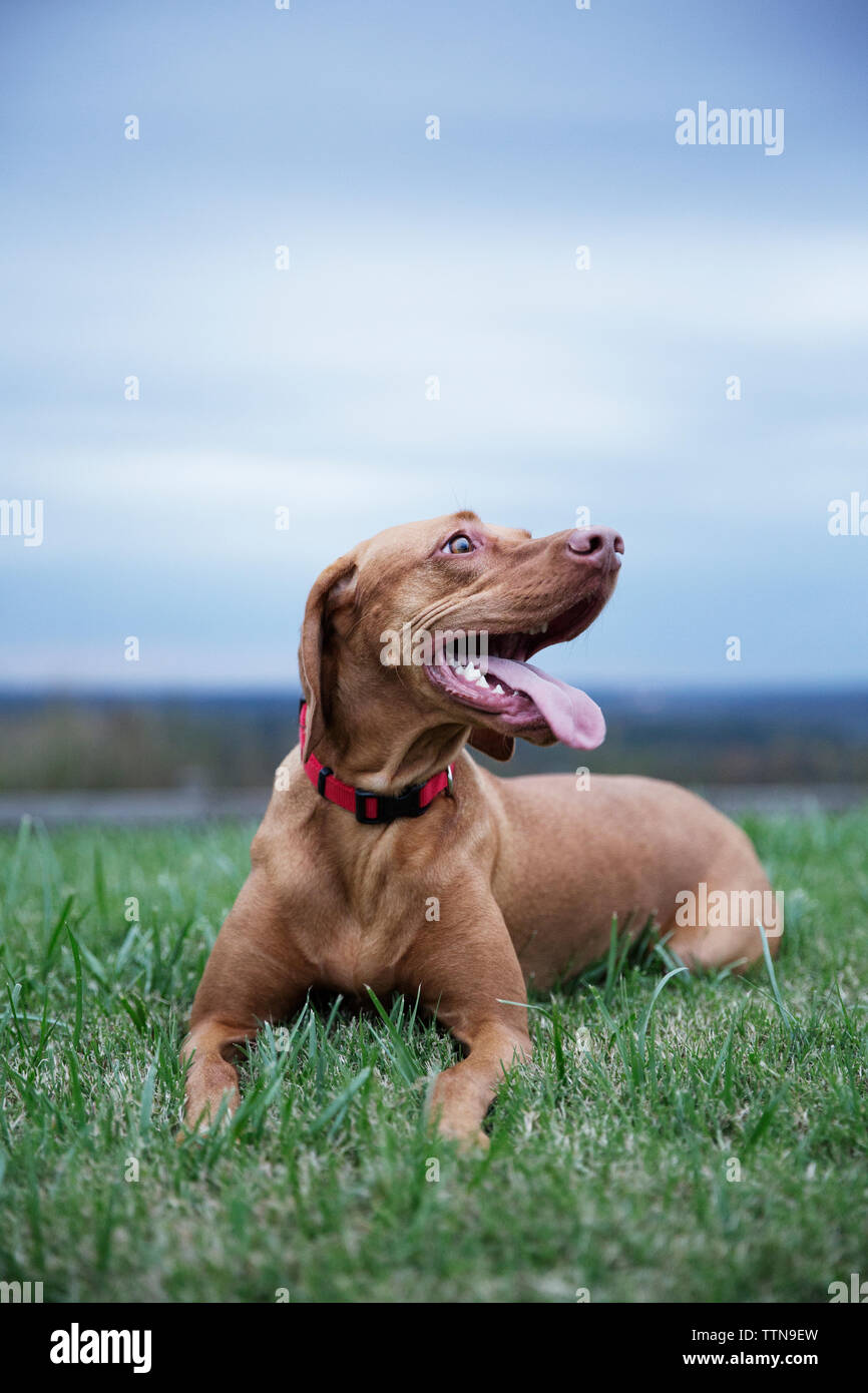 Cane ansimante giacente su erba sotto il cielo nuvoloso Foto Stock