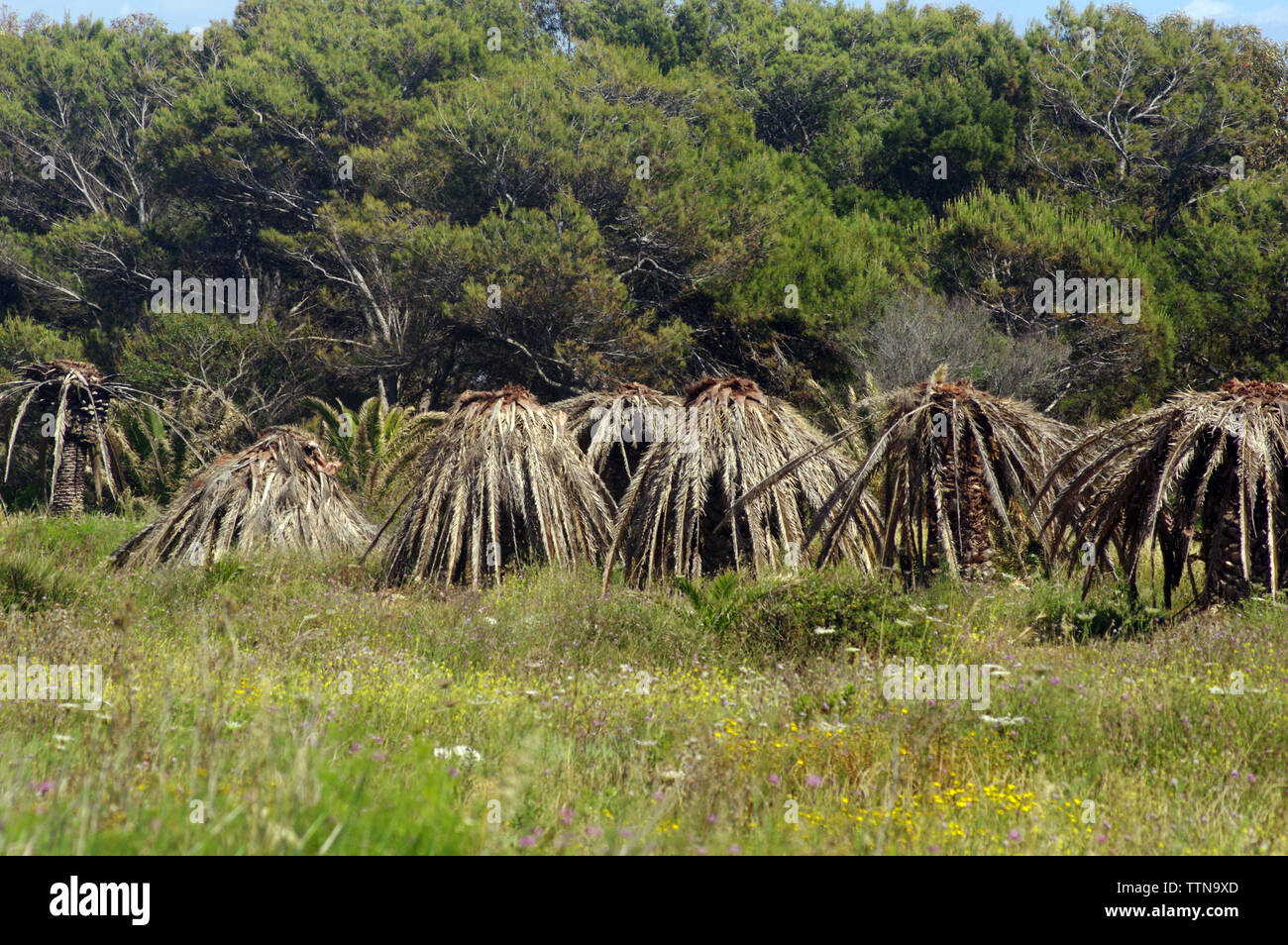 Palms distrutto dagli Asian wevill rosso (Rhynchophorus ferrugineus) nel Sinis Penninsula, Sardegna, Italia Foto Stock