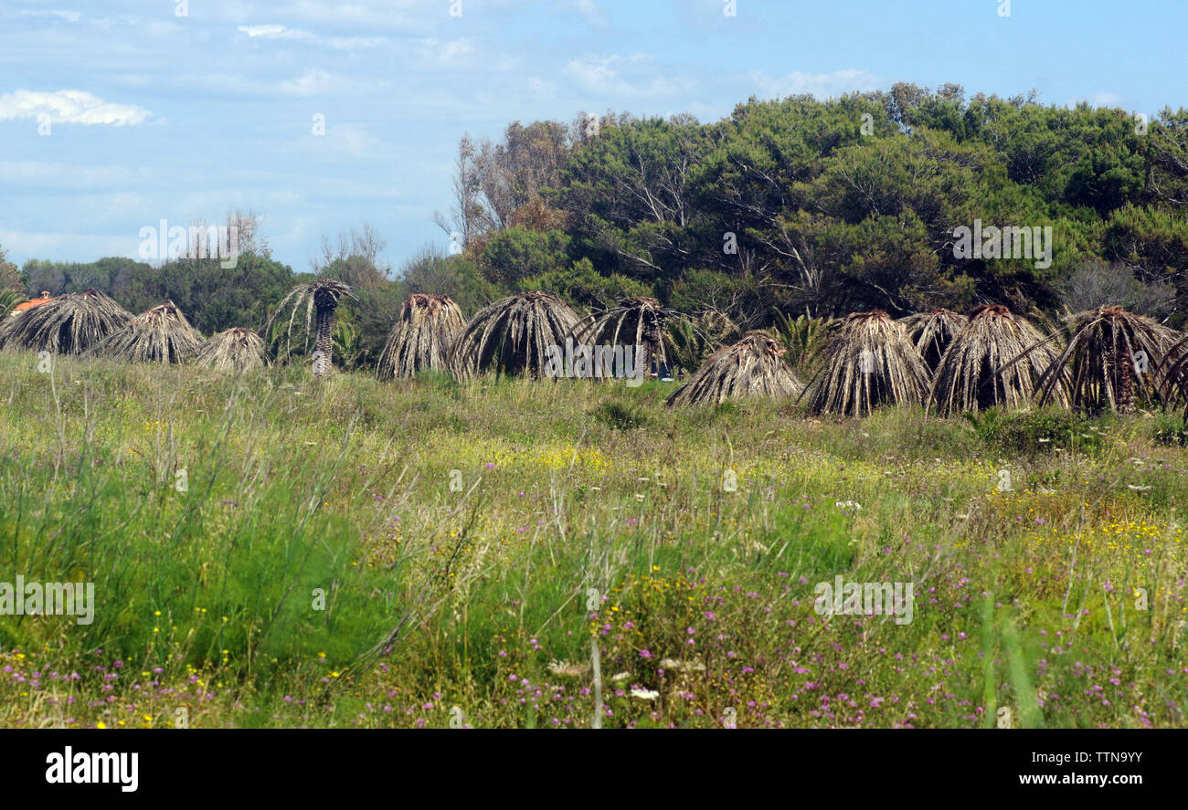 Palms distrutto dagli Asian wevill rosso (Rhynchophorus ferrugineus) nel Sinis Penninsula, Sardegna, Italia Foto Stock