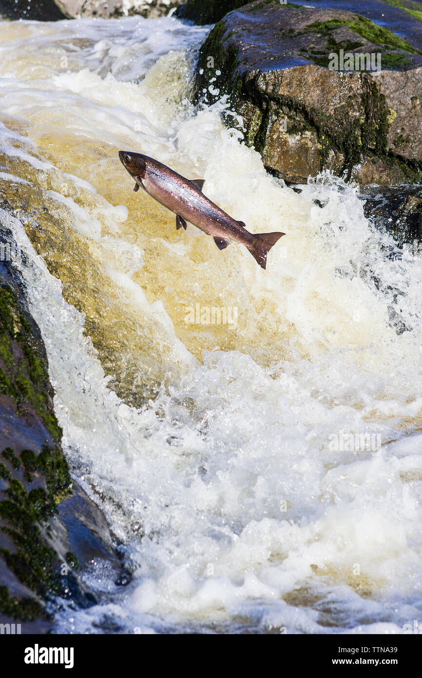 Salmone Atlantico, (Salmo salar), salendo su una cascata sulla strada per il suo terreno di allevamento nel fiume in cui è nato. Foto Stock