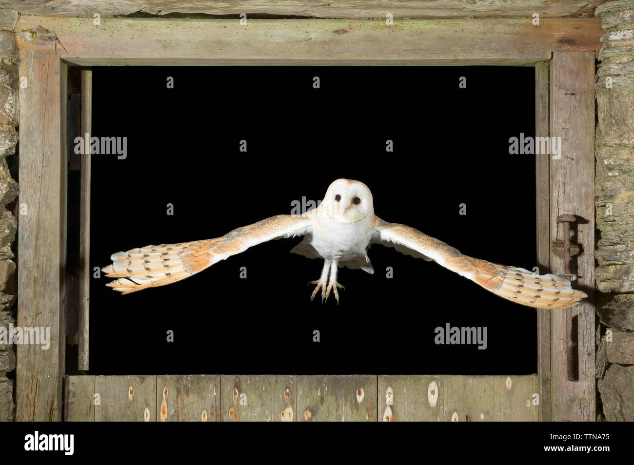 Barn Owl [Tyto alba] volare da un edificio stabile per la caccia di cibo. Foto Stock