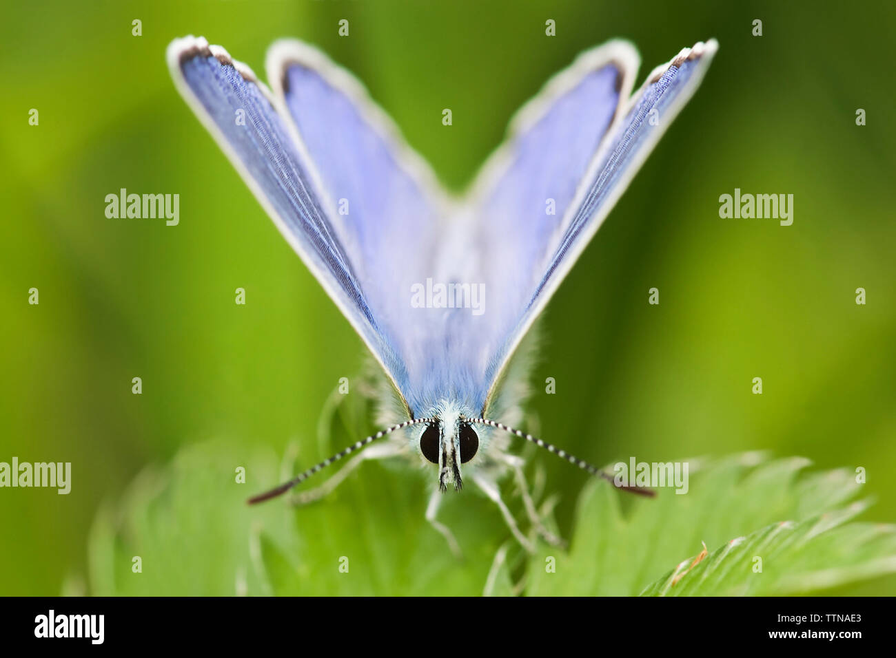Farfalla Blu comune [Polyommatus icarus] che si trova in tutto il Paleartico. Foto Stock