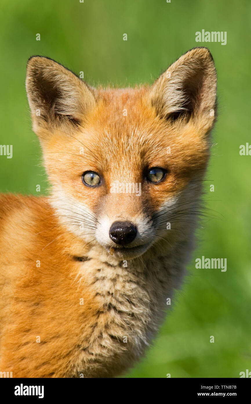 Fox cub fotografato in campagna in Irlanda. Il Fox è diffuso in Europa e sono anche noti come Unione Red Fox. Foto Stock