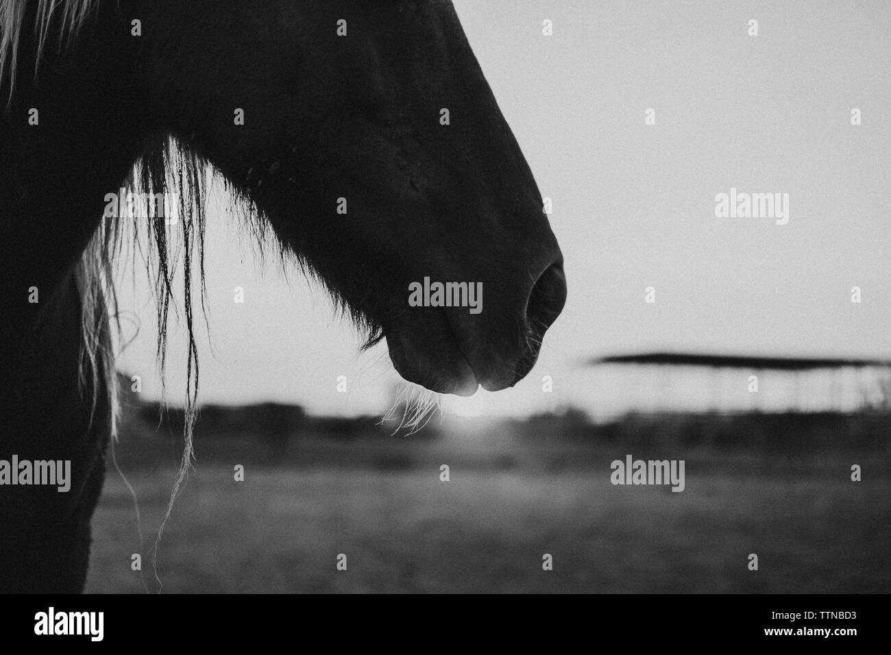 Immagine ritagliata della silhouette a cavallo in piedi contro il cielo chiaro durante il tramonto Foto Stock