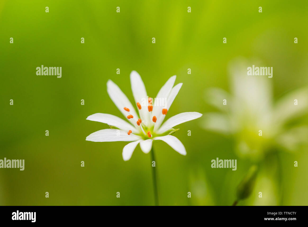 Piccolo giardino weed fiore con petali di colore bianco e rosso nelle antere Foto Stock