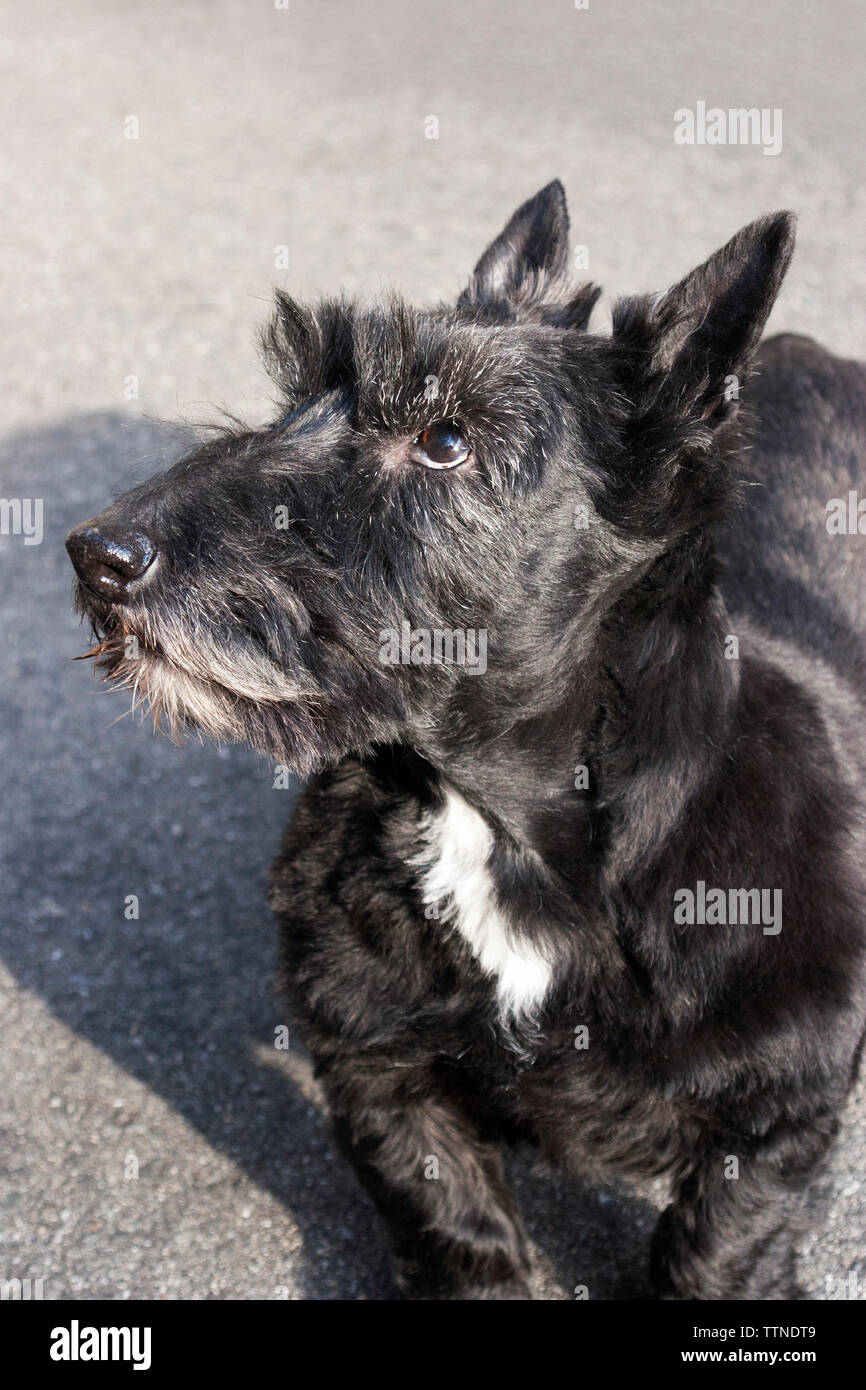Adulto 11 anni femmina nera Scottish Terrier (Scottie) il cane con striscia bianca la marcatura sul petto in piedi sul marciapiede e guardando in alto Foto Stock