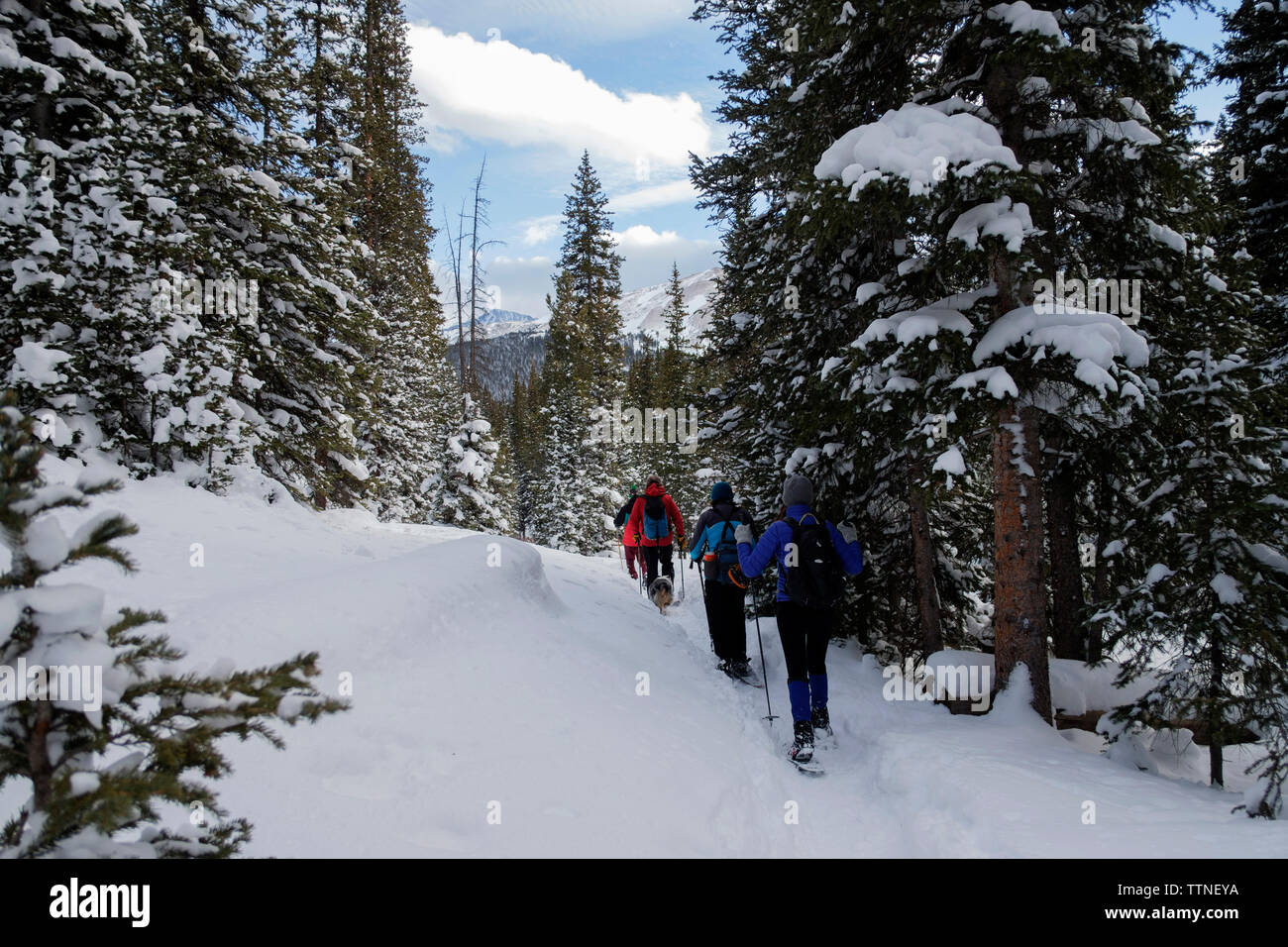 Vista posteriore di escursionisti escursioni sulla neve coperto campo nella foresta Foto Stock