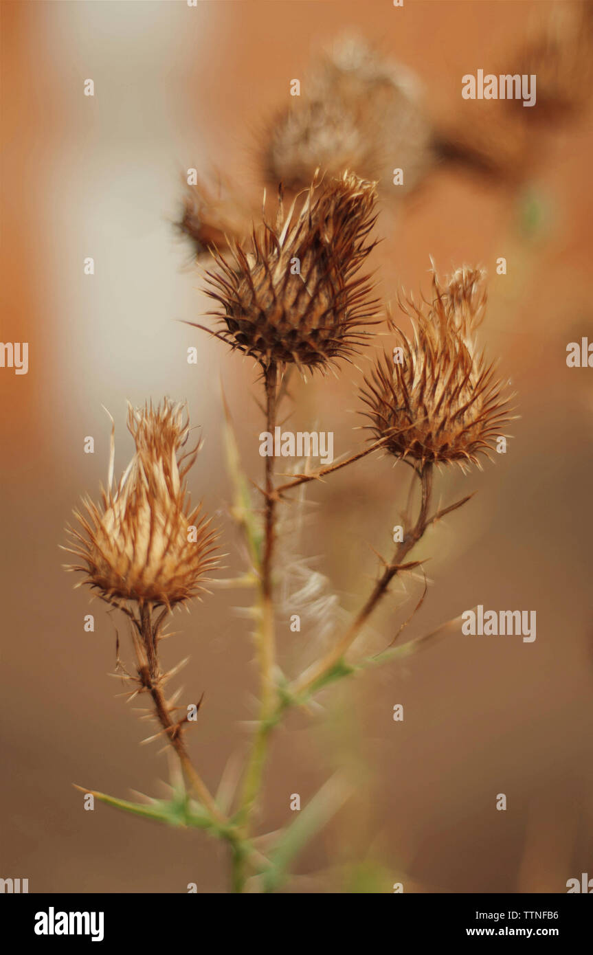 Close-up di asciugare il thistle gemme su impianto Foto Stock