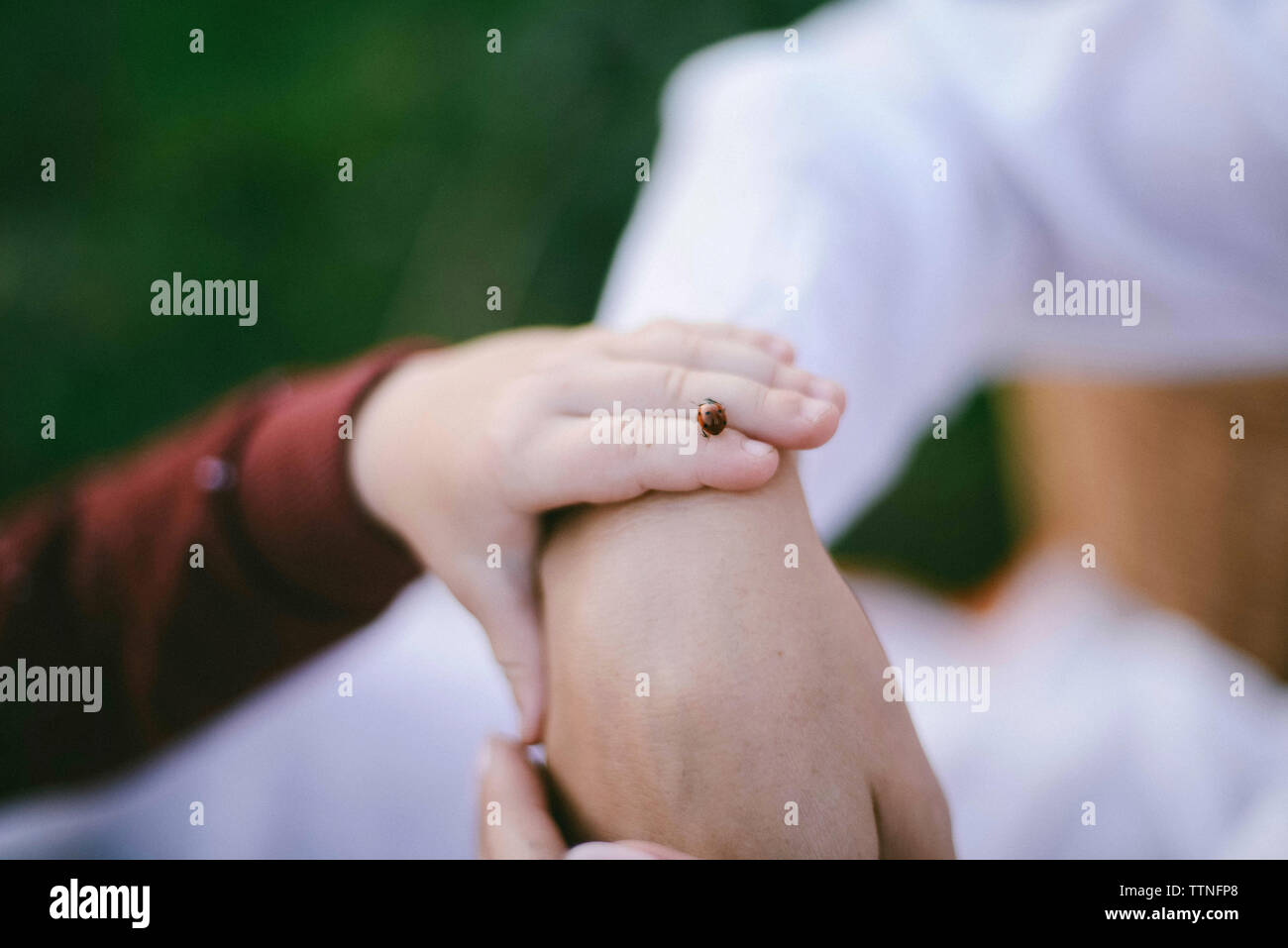 Immagine ritagliata del figlio con coccinella toccando la madre la mano Foto Stock