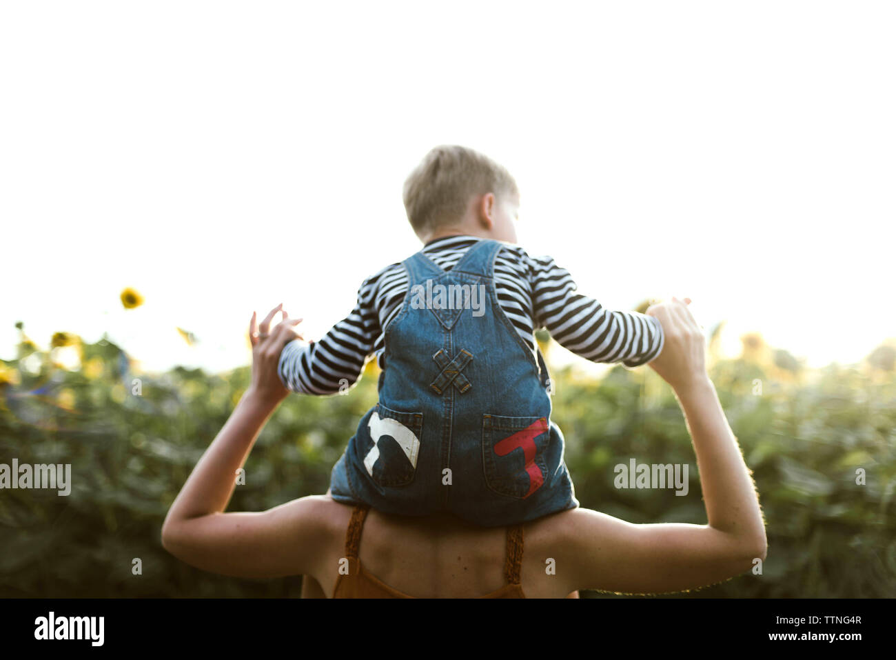 Vista posteriore di un figlio seduto sulla madre di spalle in mezzo a Il Girasole Foto Stock