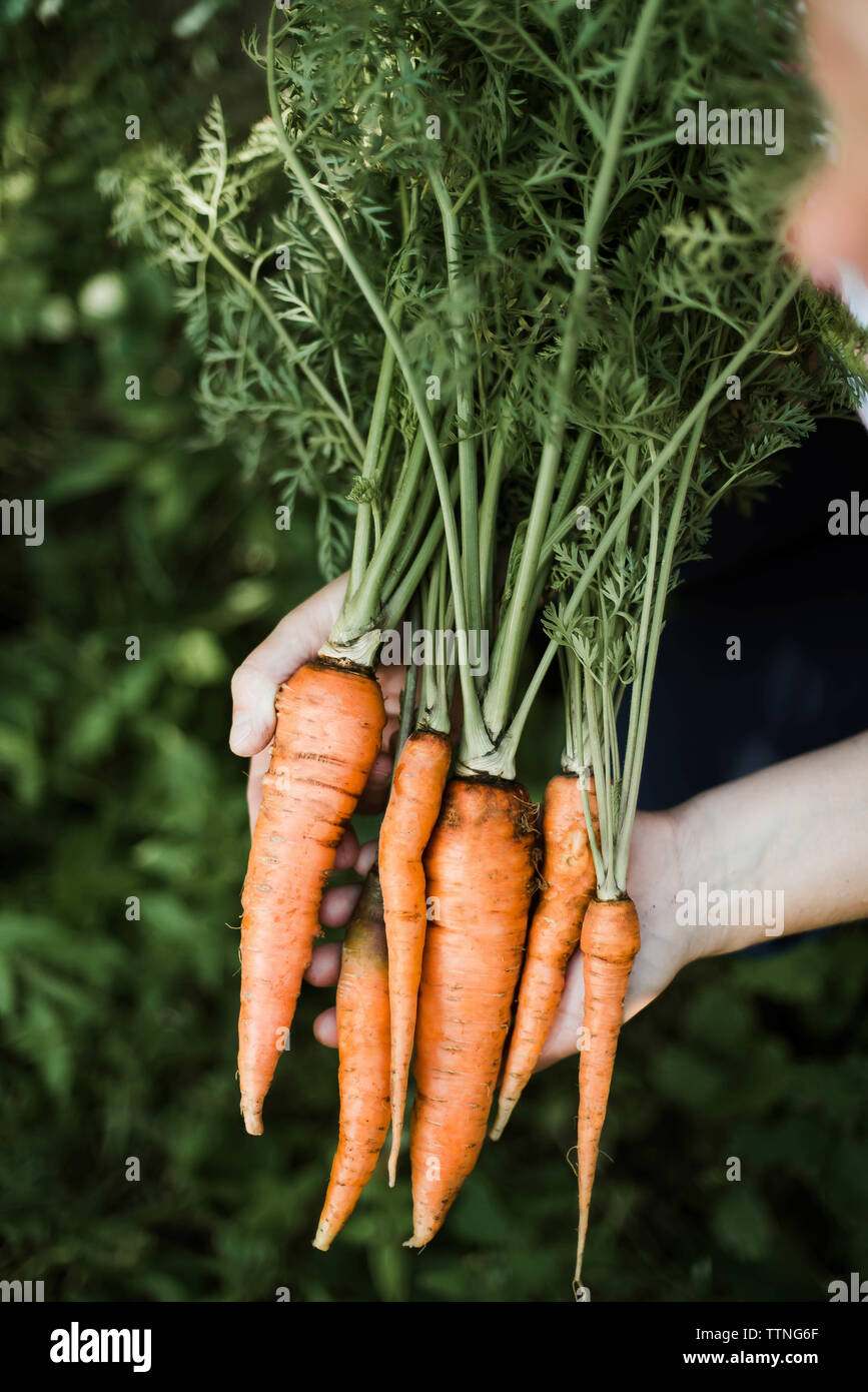Donna che mantiene un mazzetto di carote. Foto Stock