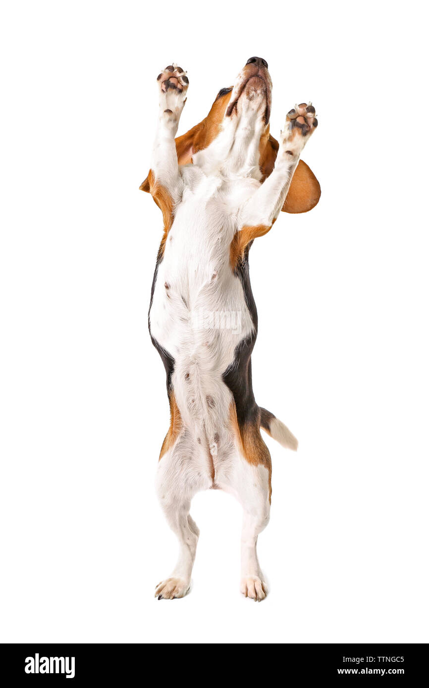 Cane Beagle jumping isolato su bianco Foto Stock