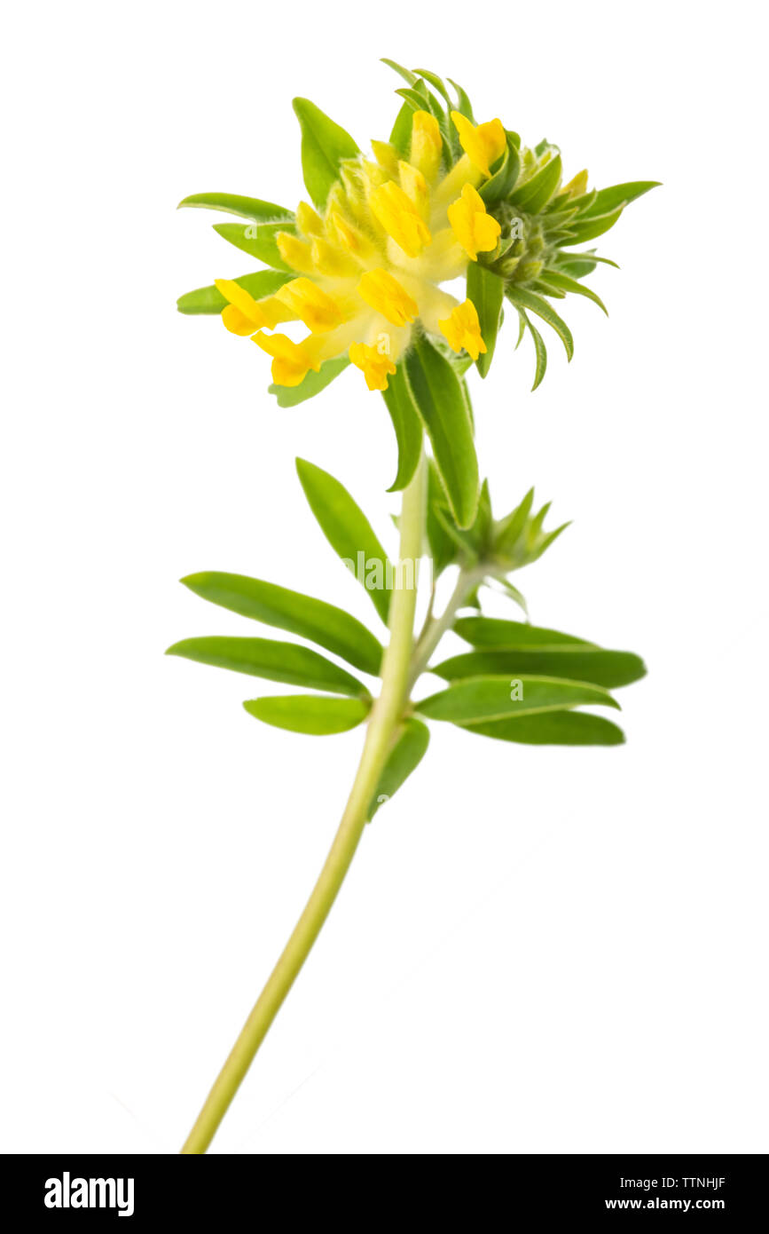 Anthyllis vulneraria fiori isolati su sfondo bianco Foto Stock