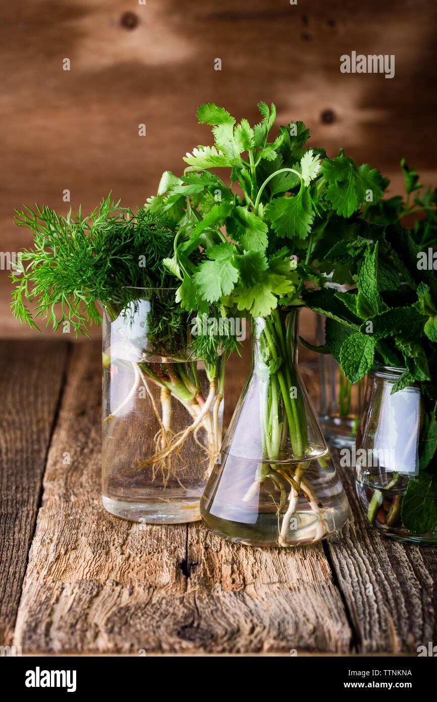 E una selezione di fresche fatte in casa culinaria organico e erbe aromatiche piante in vasetti di vetro su sfondo di legno, home giardinaggio, vicino il fuoco selettivo. Foto Stock