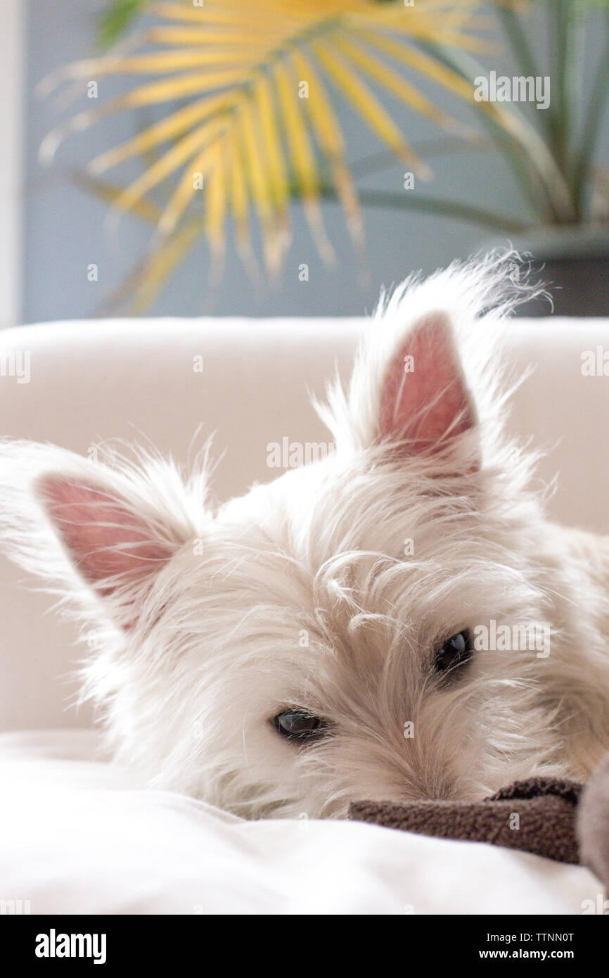 Primo piano della testa del giovane maschio West Highland White Terrier (Westie) il cane sdraiato su un lettino di bianco, guardando la telecamera Foto Stock