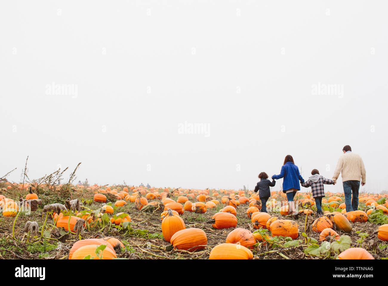 Vista posteriore della famiglia tenendo le mani e piedi sulla zucca patch durante la nebbia meteo Foto Stock