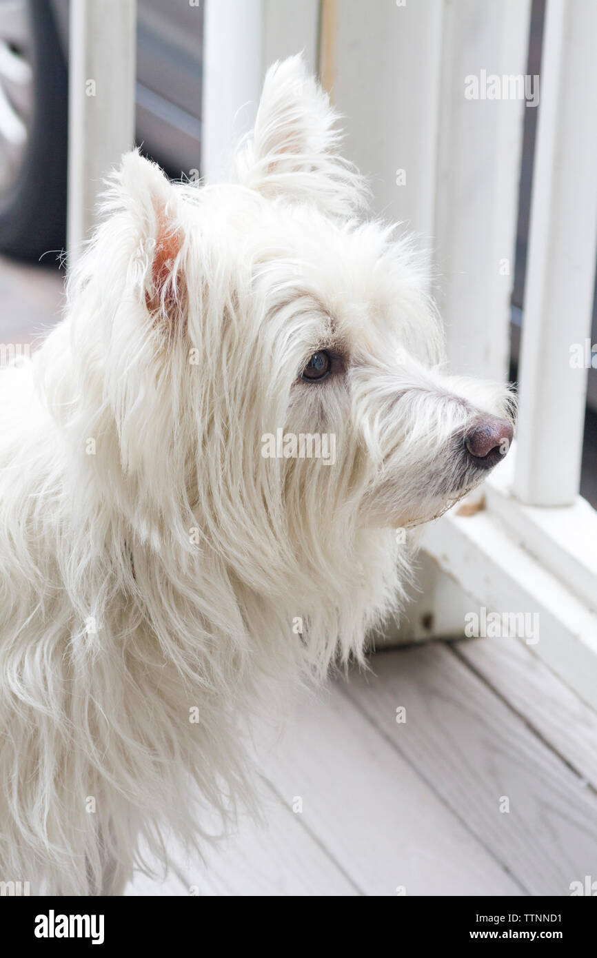 Maschio adulto West Highland White Terrier (Westie) il cane seduti sulla veranda e guardare il quartiere. Vista laterale. Foto Stock