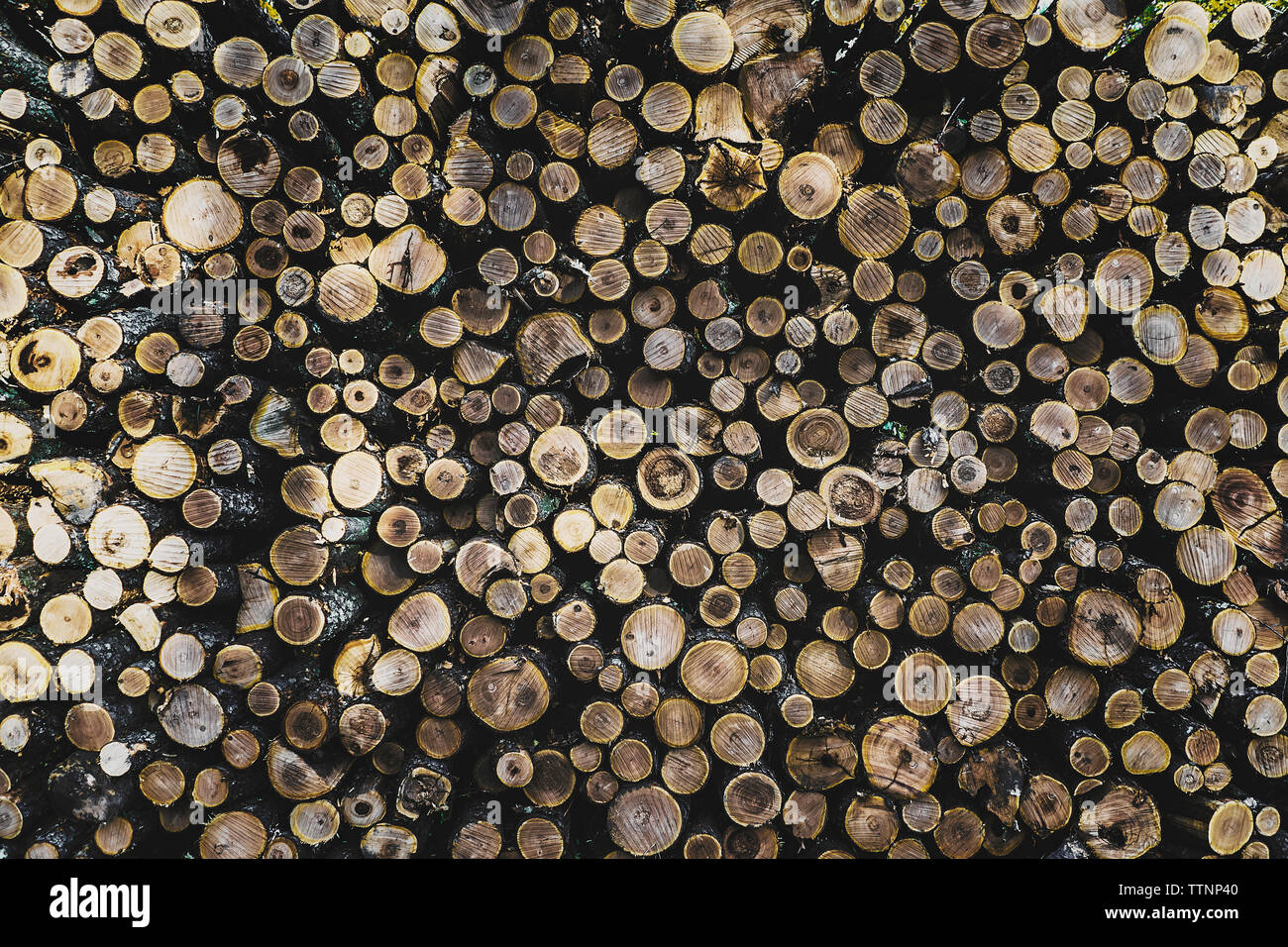 Pila dei registri all'industria del legname Foto Stock