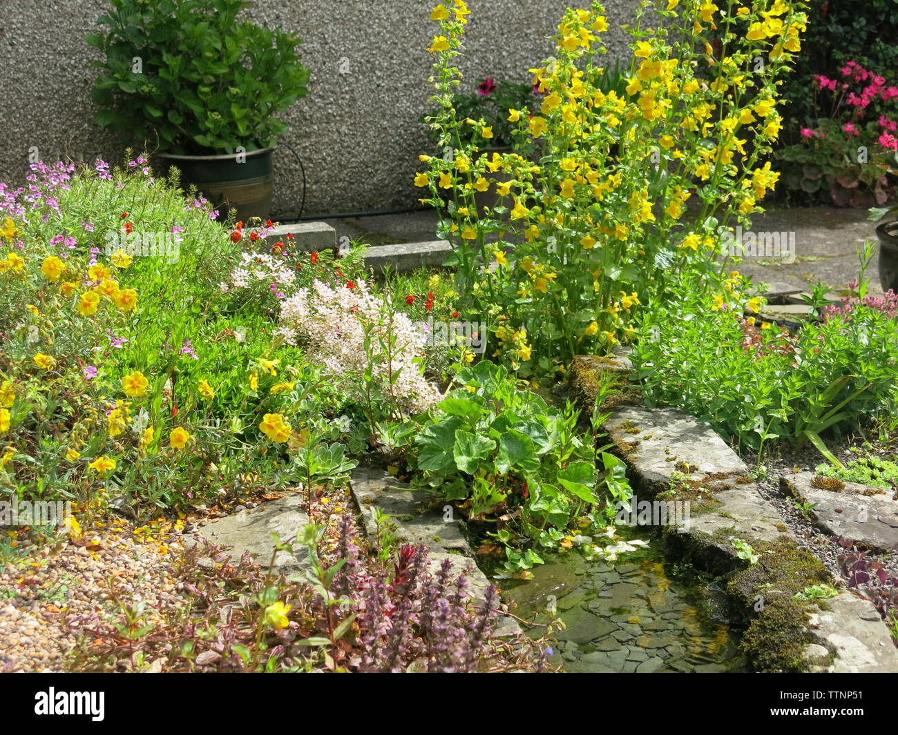 Un piccolo giardino con flusso di acqua corrente fornisce un habitat per insetti e uccelli e una colorata gamma di piante rockery; un giardino scozzese, Giugno 19 Foto Stock