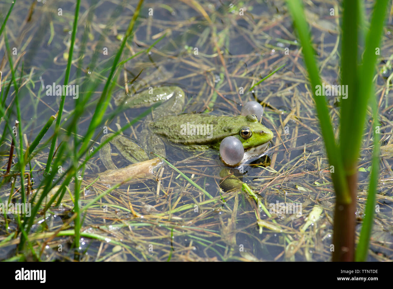 Un non-nativo di palude (Rana Pelophylax ridibundus) con gonfiato vocal sac a bassa Tophill Riserva Naturale in East Yorkshire Foto Stock