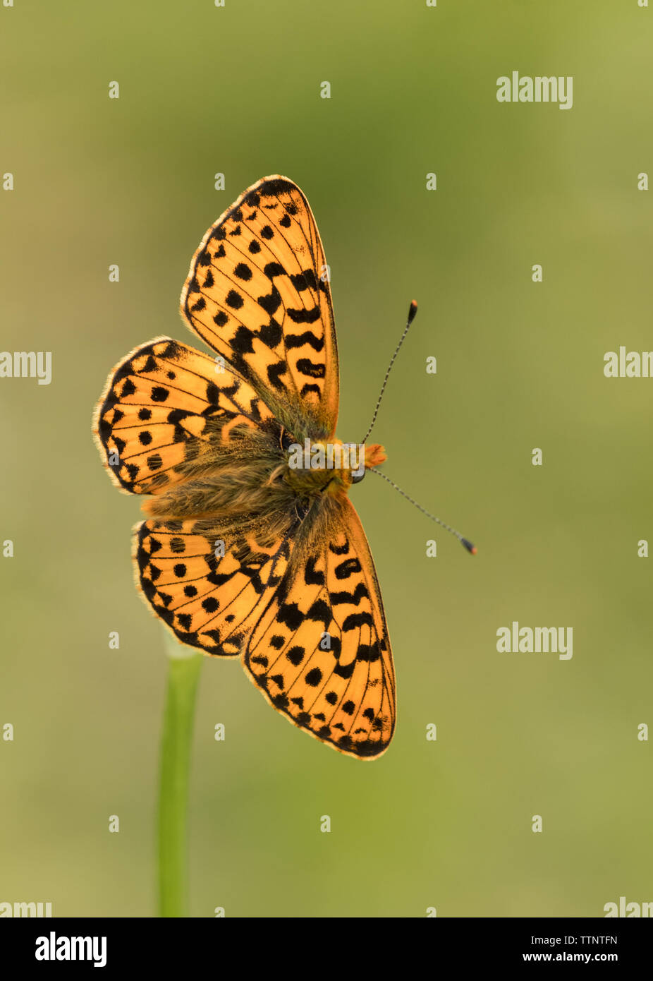 Pearl-delimitata Fritillary (Boloria euphrosyne) farfalla Foto Stock