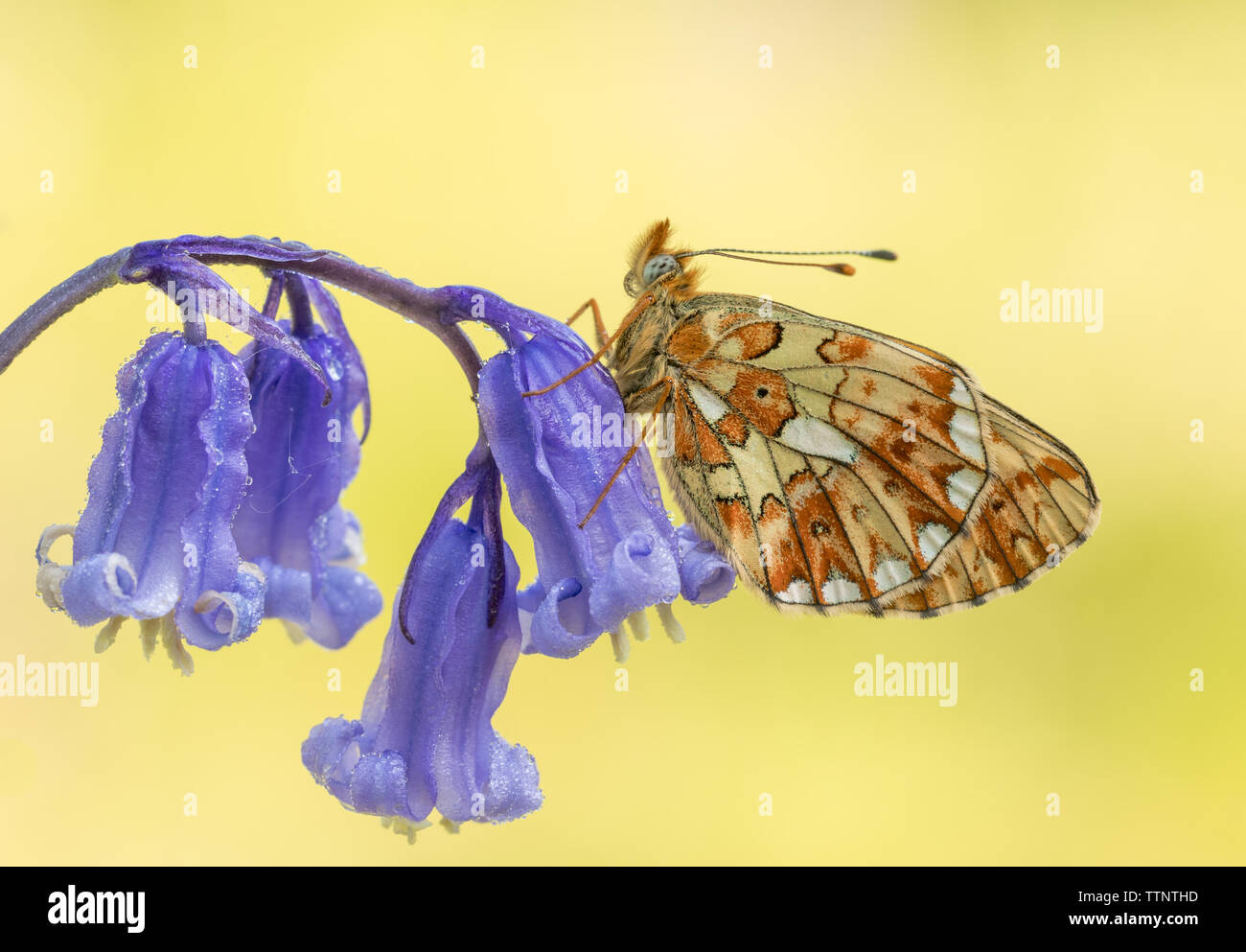 Il Fritillary (Boloria euphrosye), che costeggia una farfalla su un fiore di un bluebell, preso nel Cirencester Park, Gloucestershire, Inghilterra. Foto Stock