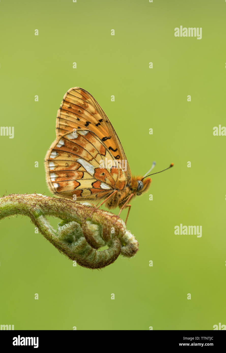 Pearl-delimitata Fritillary (Boloria euphrosyne) farfalla sono ' appollaiati su Foto Stock