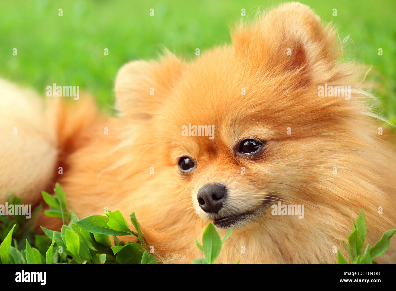 Simpatico cane soffici su erba verde Foto Stock