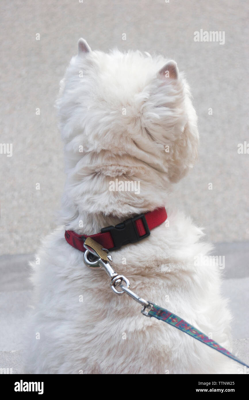 Maschio adulto West Highland White Terrier (Westie) dog sitter su fasi anteriore rivolta lontano dalla telecamera e guardare il quartiere, alert Foto Stock