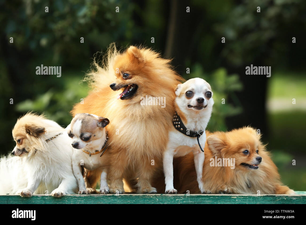 Simpatici cani nel parco Foto Stock