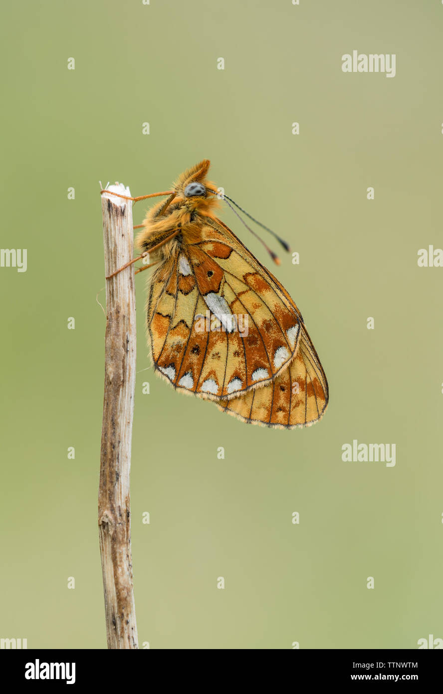 Pearl-delimitata Fritillary (Boloria euphrosyne) farfalla sono ' appollaiati su Foto Stock