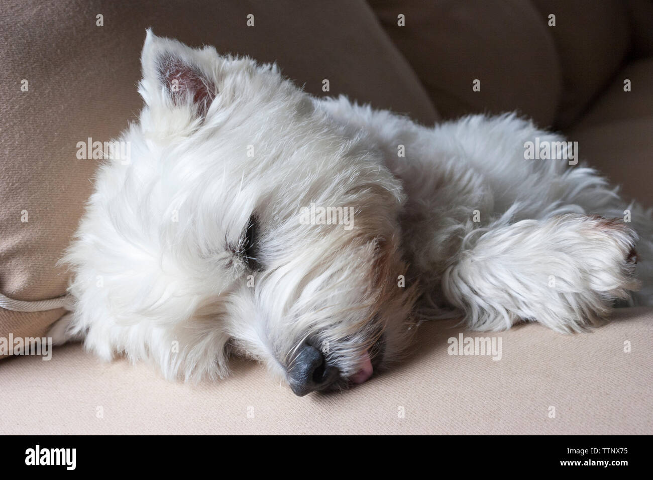 Maschio adulto West Highland White Terrier (Westie) il cane di dormire su un divano Foto Stock