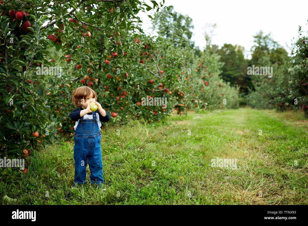 Baby boy azienda apple alla ricerca di distanza mentre si sta in piedi sul campo erboso di Orchard Foto Stock