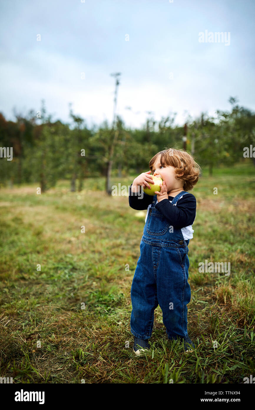 Baby boy eating Apple mentre si sta in piedi sul campo erboso di Orchard Foto Stock