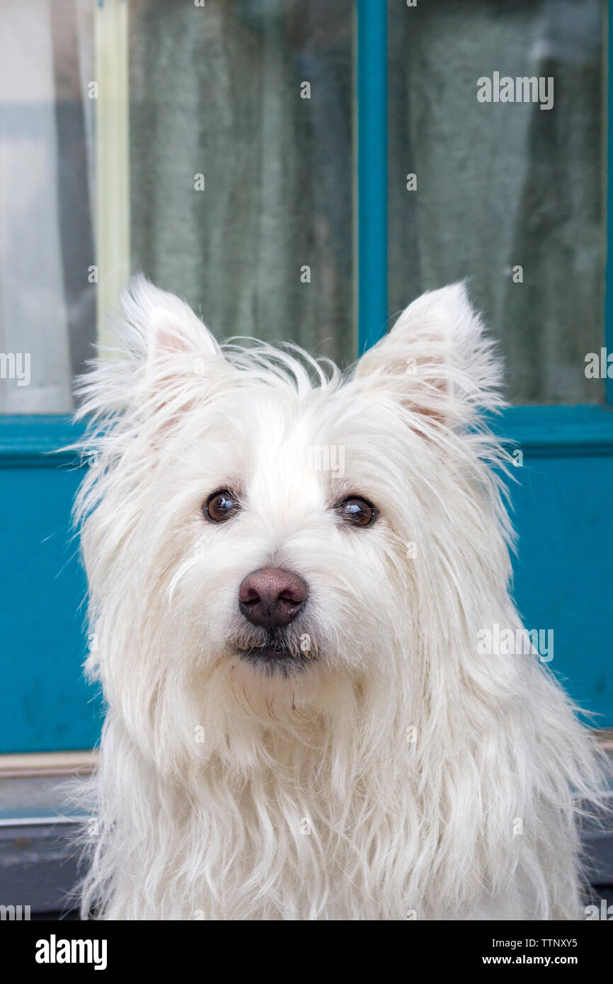 Maschio adulto West Highland White Terrier (Westie) il cane seduti sulla veranda dalla porta anteriore e rivolta verso la telecamera. Foto Stock