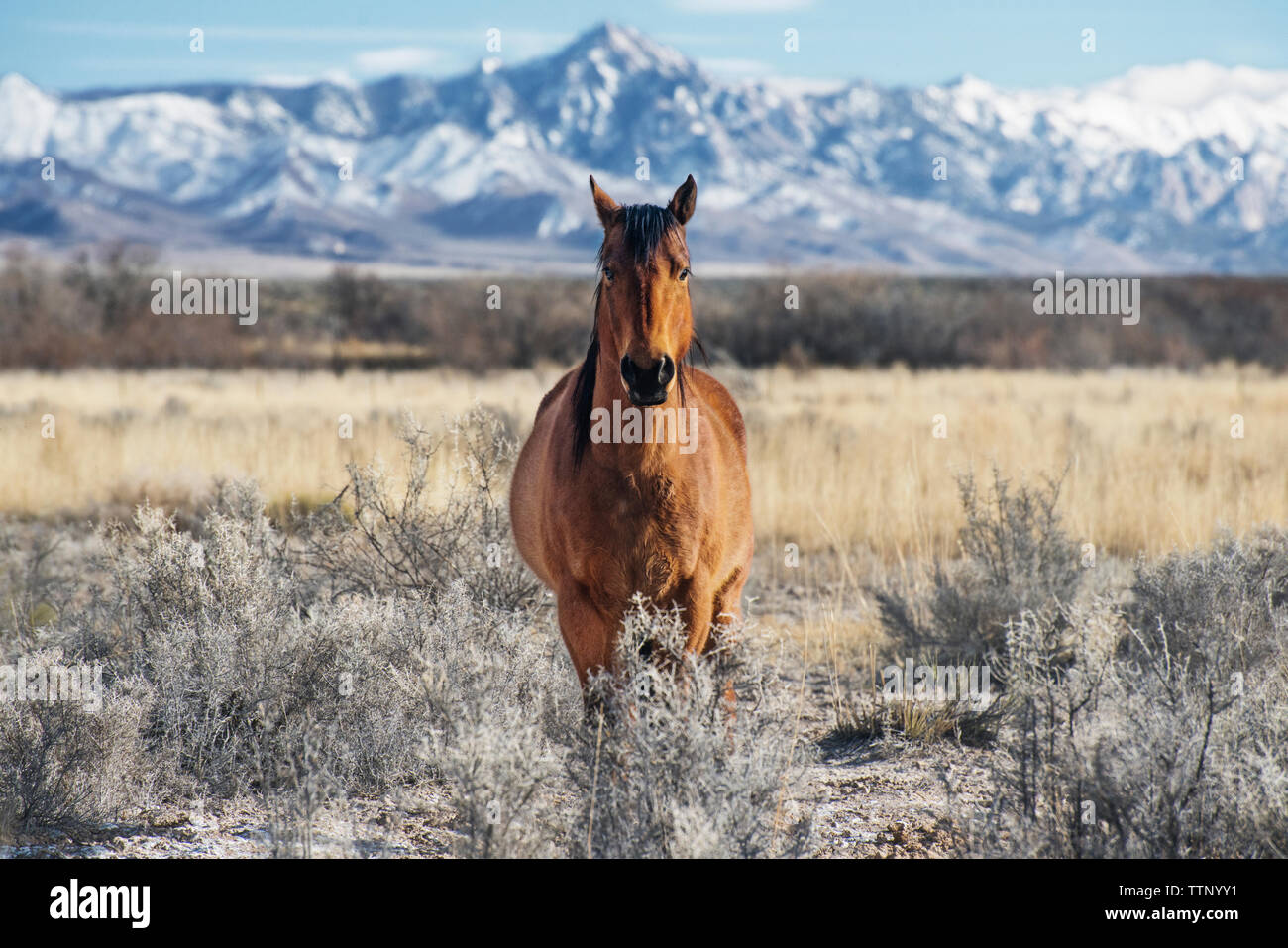 Ritratto di cavallo in piedi in campo da parte di montagna durante l inverno Foto Stock