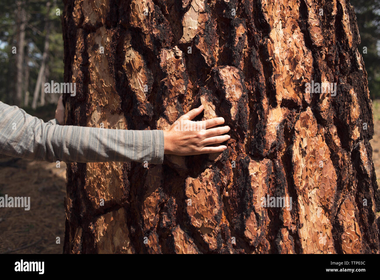 Immagine ritagliata di mano toccando di corteccia di albero Foto Stock