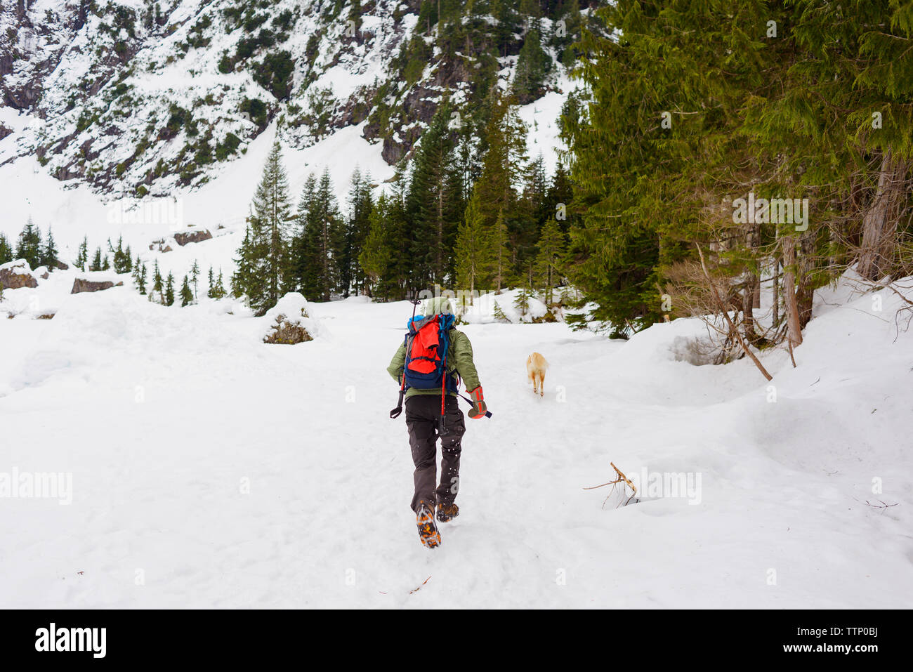 Vista posteriore dei maschi di escursionista in esecuzione dietro il Golden Retriever su strade coperte di neve campo Foto Stock