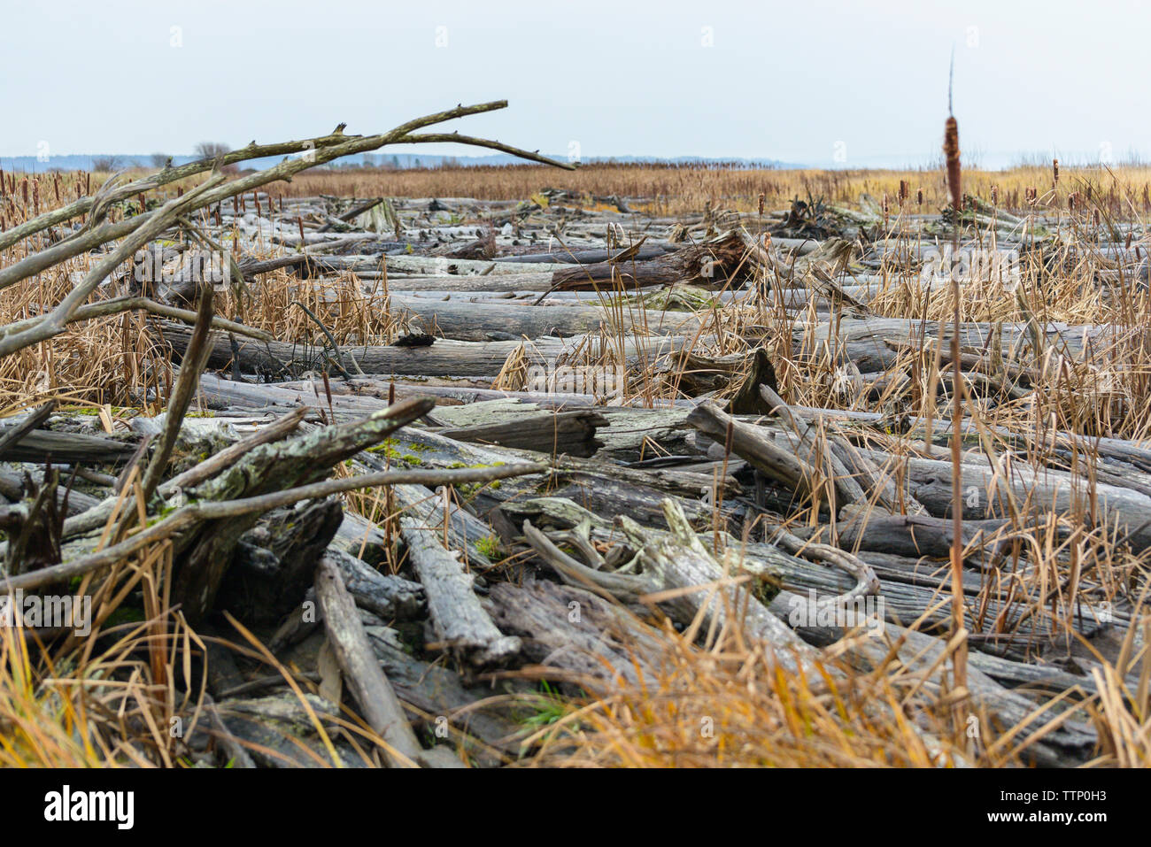 Il legno sul campo contro sky Foto Stock