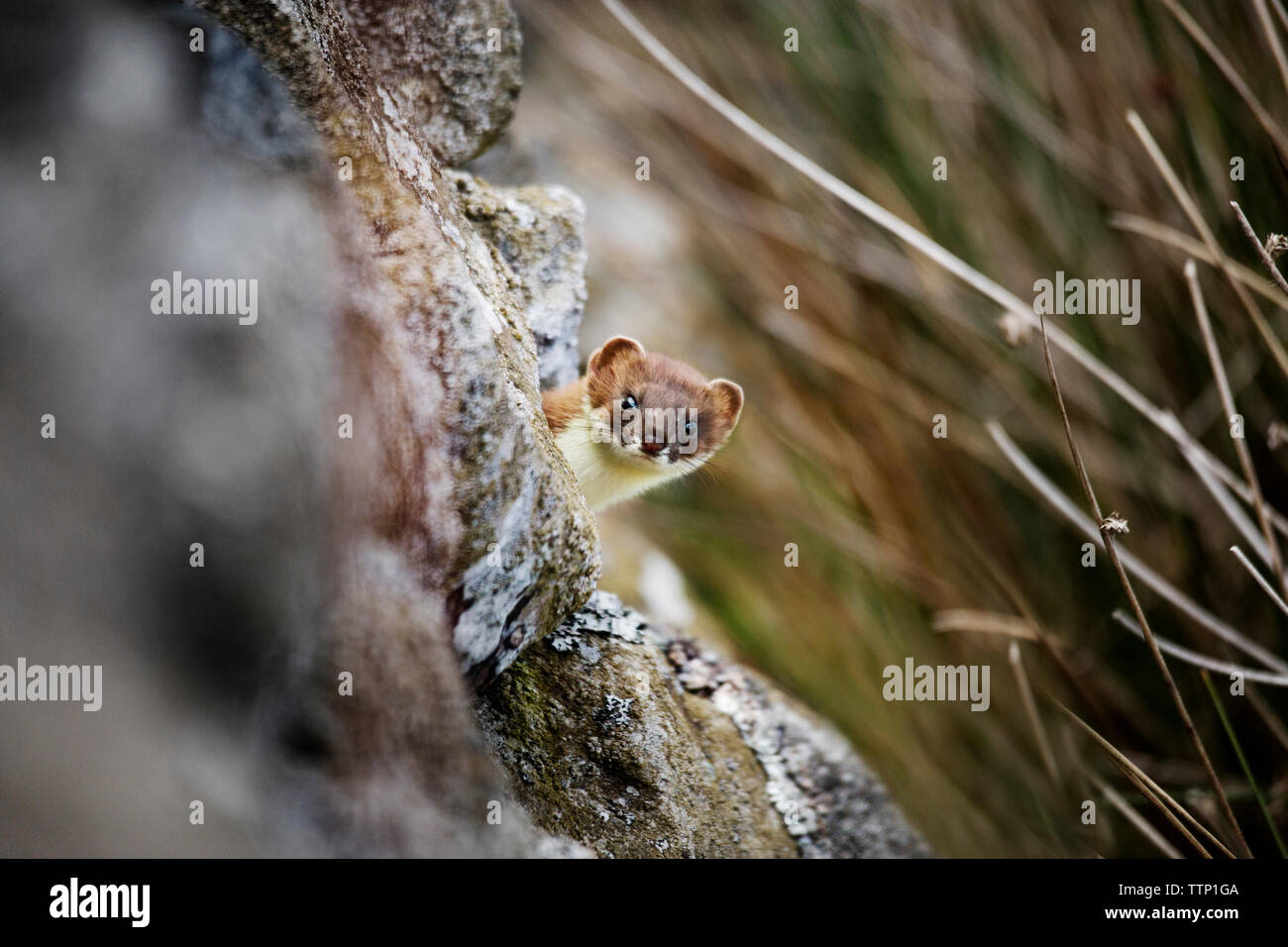 Ritratto di donnola dietro rock Foto Stock