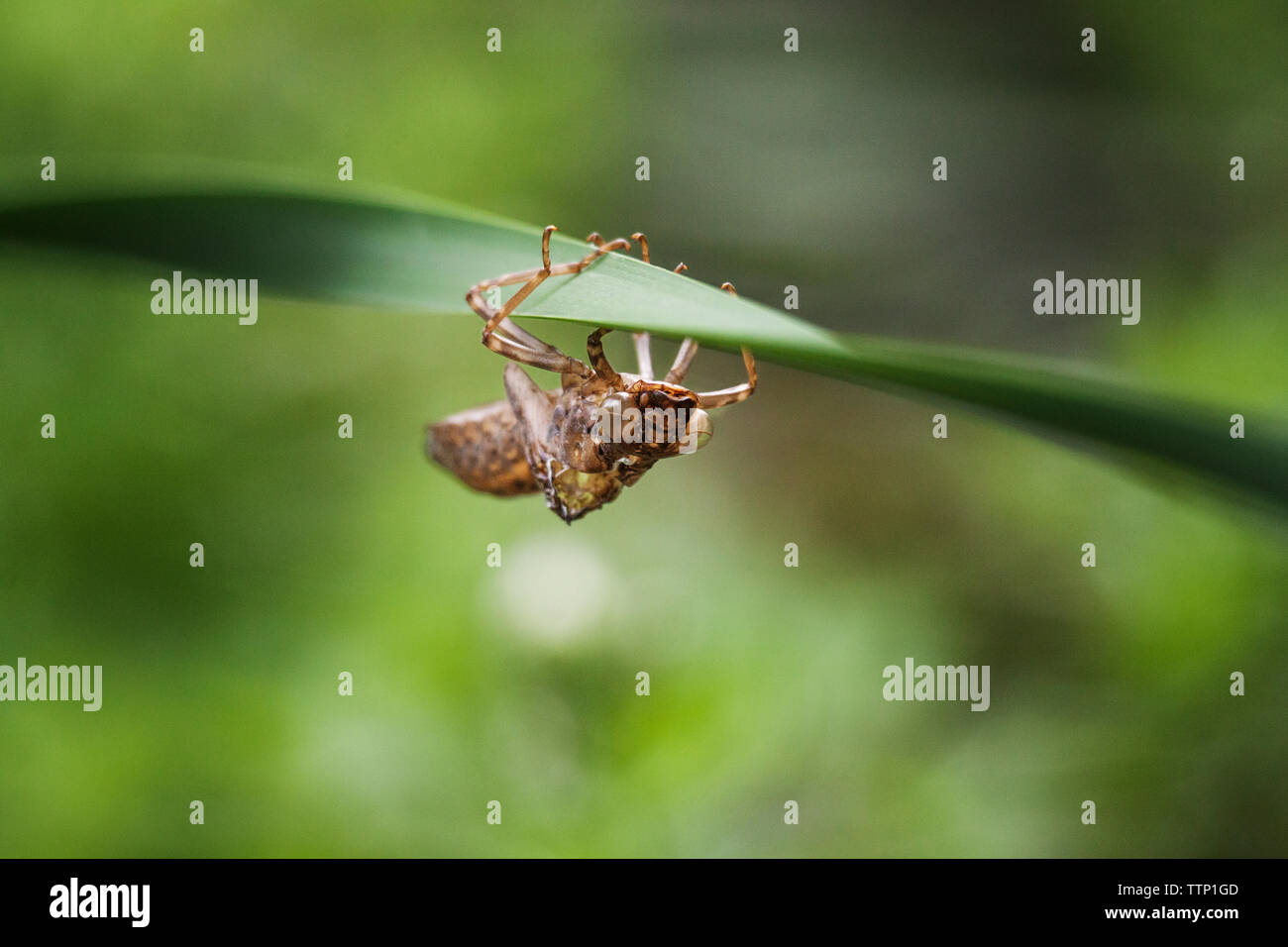 Close-up di insetto sulla lamina Foto Stock